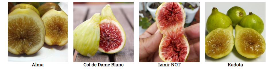 Buy Fig trees For Sale